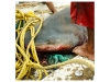 Shark fishing in Oman