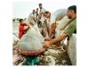 Shark fishing in Oman