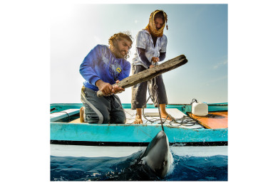 Shark fishing in Oman