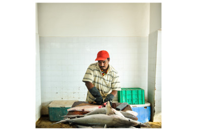 Shark fishing in Oman