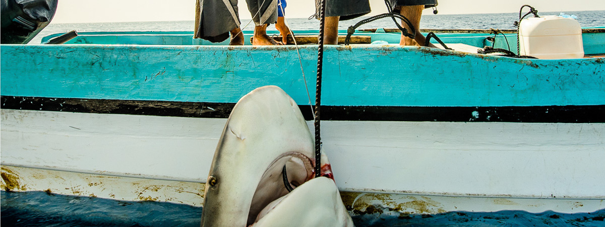 slider_shark_fishing_oman_by_tomas_halasz-1